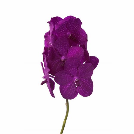 Vanda Orchid - Tayanee Maxi Cerise