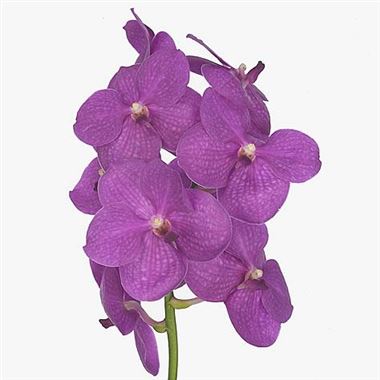 Vanda Orchid - Nitaya Hot Fuchsia | Wholesale Dutch Flowers & Florist  Supplies UK