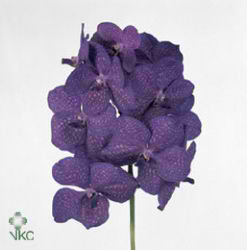 Vanda Orchid - dark blue magic