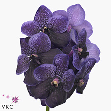 Vanda Orchid - divana lilac and aubergine
