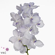 Vanda Orchid - kanchana lavender mist