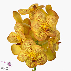 Vanda Orchid - natcha honey drops
