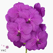 Vanda Orchid - nitaya hot magenta