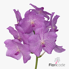 Vanda Orchid - nitaya pastel pink