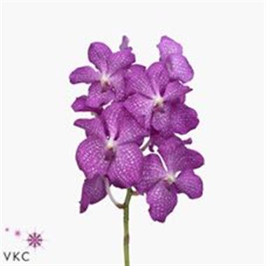Vanda Orchid - kanchana magic pink
