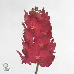 Vanda Orchid - red magic