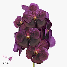 Vanda Orchid - sumathi burgundy