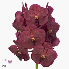Vanda Orchid - sumathi copper red