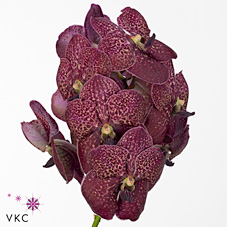 Vanda Orchid - sumathi maroon