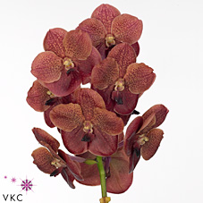 Vanda Orchid - sunanda crimson red