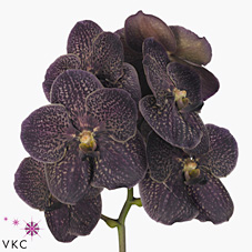 Vanda Orchid Sunanda Dark Chocolate brown