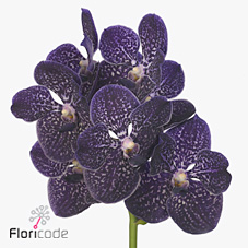 Vanda Orchid - sundanda violetta dark