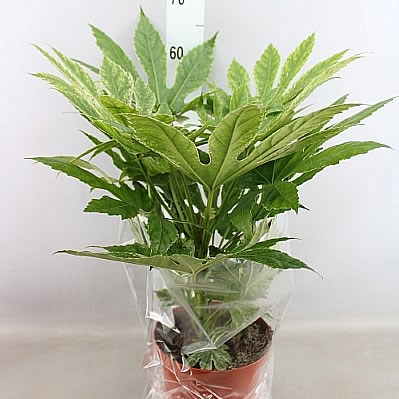 Fatsia Variegated (Japanese Aralia)