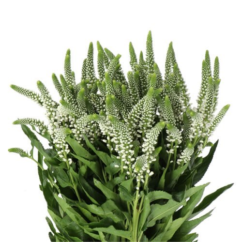 Veronica Caya (Spray)