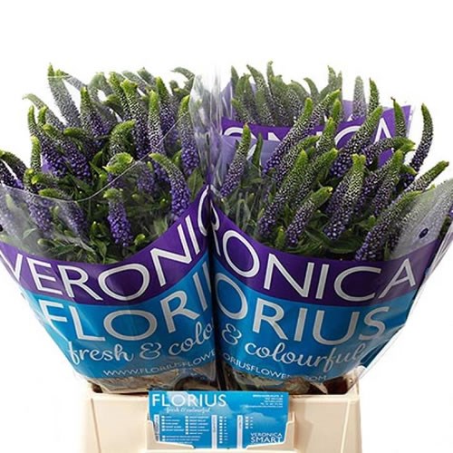 Veronica Skyler Blue
