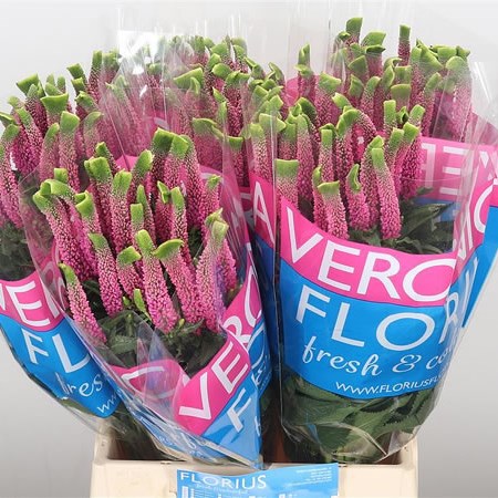 Veronica Smart Bizarre
