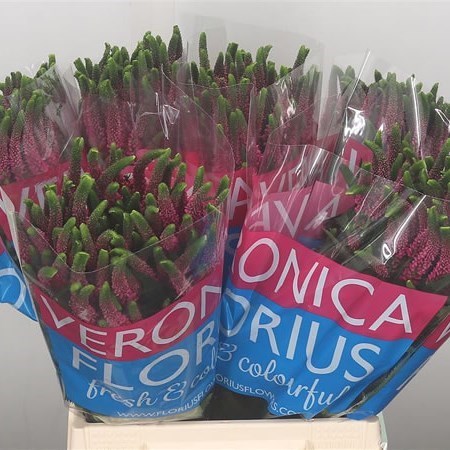 Veronica Smart Iselle