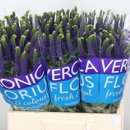 Veronica Smart Laguna