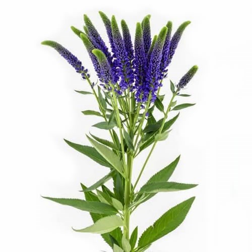 Veronica Smart Safira