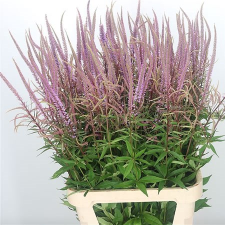 Veronicastrum Pink Fascination