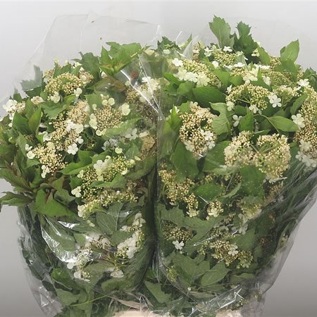 Viburnum Compactum