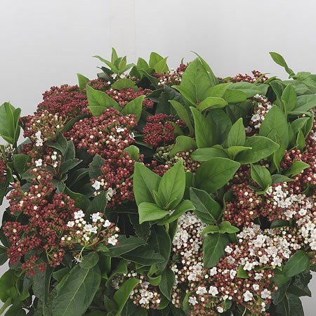 Viburnum Macrophylla