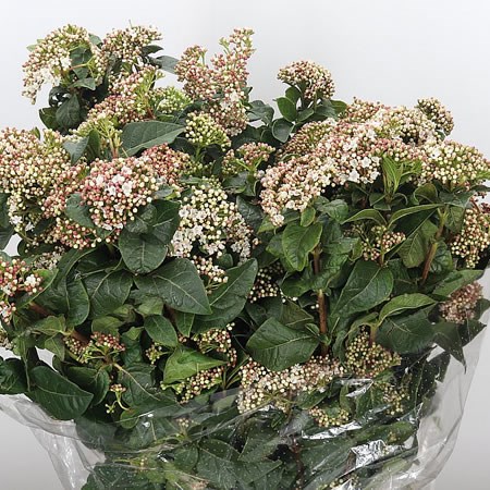 Viburnum Macrophylla