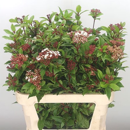 Viburnum Macrophylla (Extra)