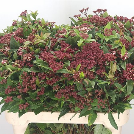 Viburnum Red Spirit