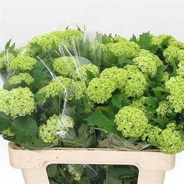 Viburnum Roseum - 4 Buds