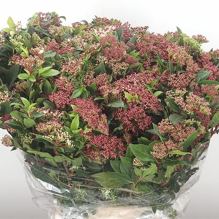 Viburnum Tinus