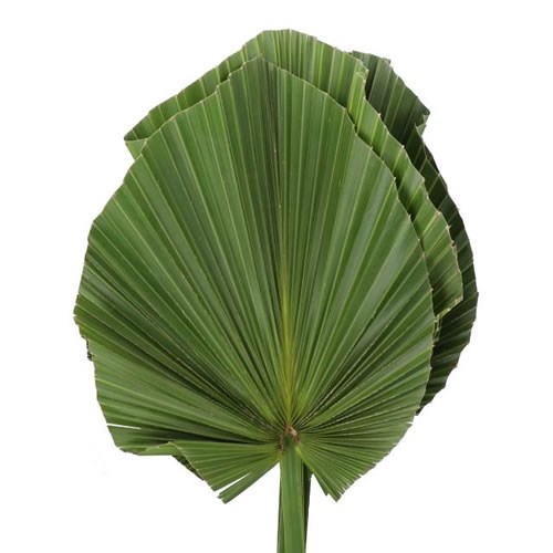 WASHINGTONIA LEAVES (TRIMMED EDGES)