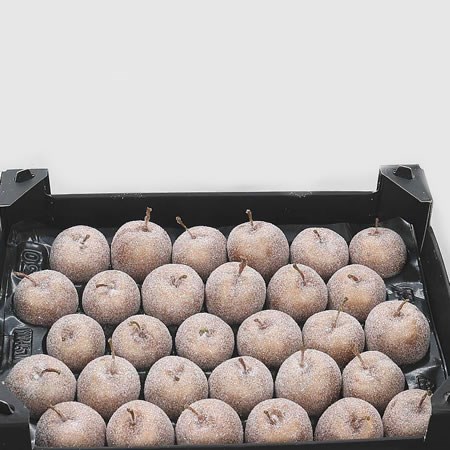 WAXED APPLES - BROWN & SUGARED