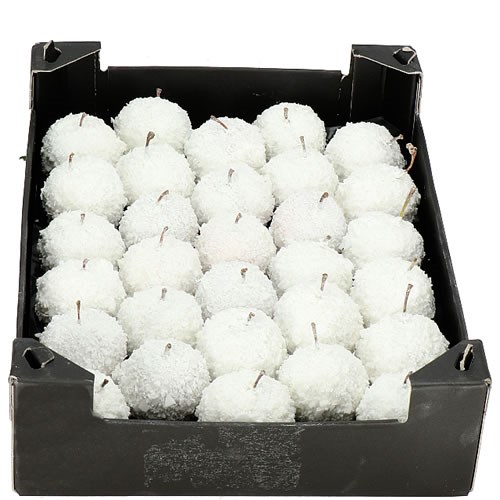 WAXED APPLES - SNOW TOPPED