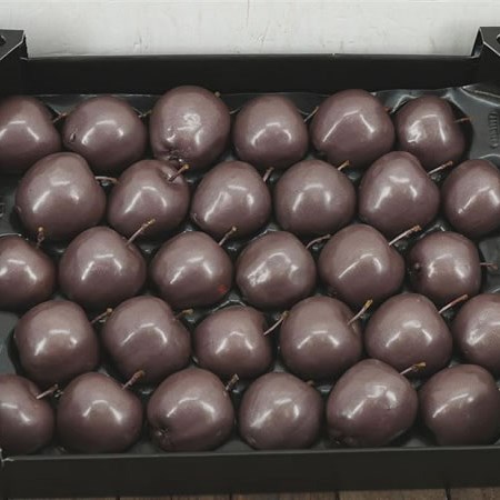 WAXED APPLES - TAUPE