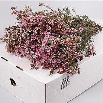 WAXFLOWER ADI