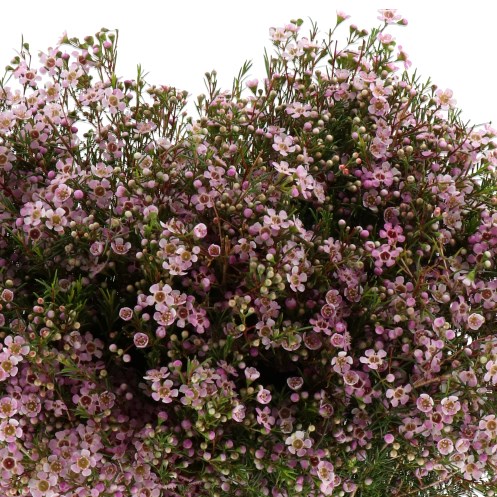 WAXFLOWER ALOUANA