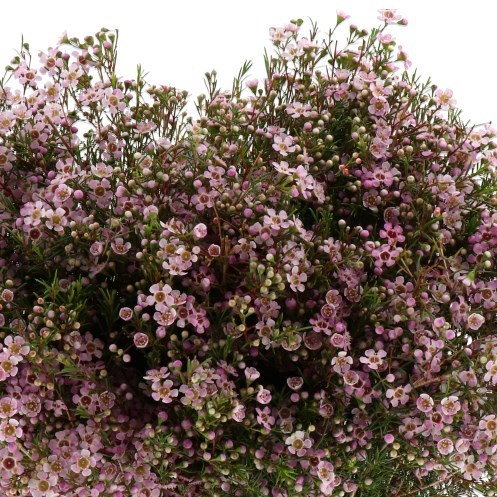 WAXFLOWER ALOUANA