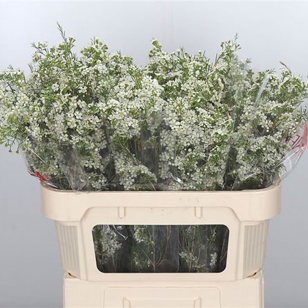 WAXFLOWER BLIZZARD
