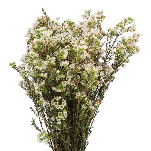 WAXFLOWER BLONDIE