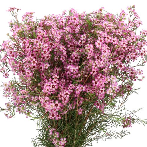 WAXFLOWER CAROUSEL