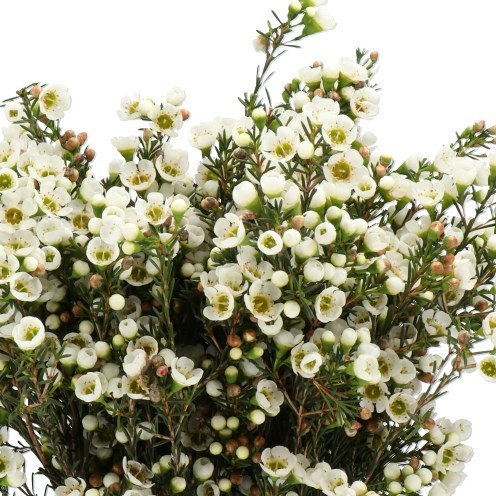 WAXFLOWER CASINO WHITE
