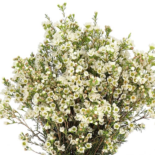 WAXFLOWER CRYSTAL PEARL
