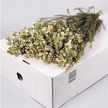 WAXFLOWER CRYSTAL PEARL