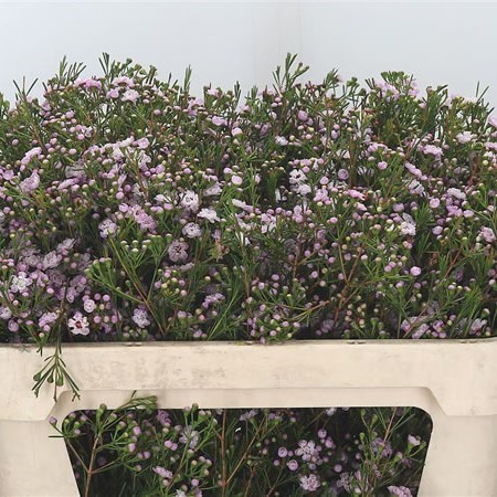 WAXFLOWER DANCING QUEEN