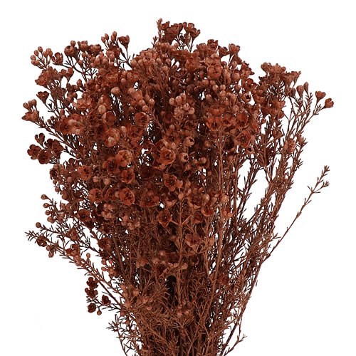 WAXFLOWER DYED BROWN 70cm Wholesale Dutch Flowers & Florist Supplies UK