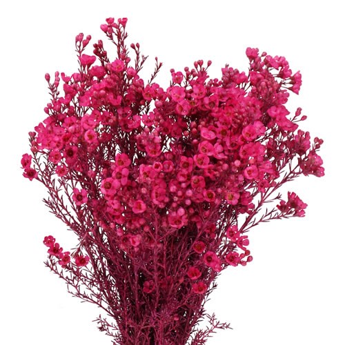 WAXFLOWER DYED CERISE 70cm Wholesale Dutch Flowers & Florist Supplies UK