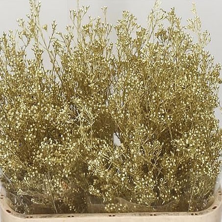 WAXFLOWER DYED GOLD