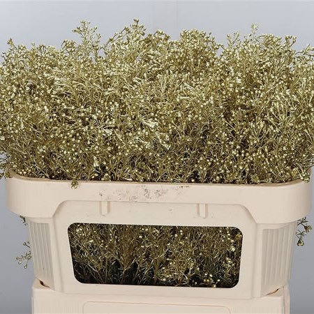WAXFLOWER DYED GOLD
