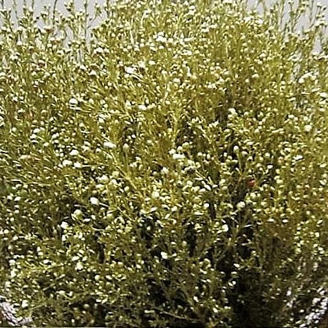 WAXFLOWER DYED GOLD + GLITTER